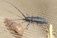 Agapanthia violacea