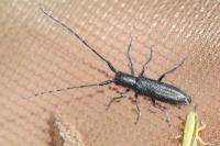 Agapanthia violacea