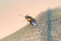 Anaspis fasciata