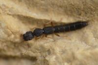 Astenus immaculatus