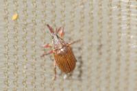 Anthonomus phyllocola