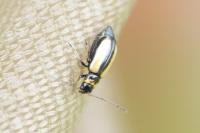 Calomicrus circumfusus