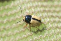 Cryptocephalus pygmaeus