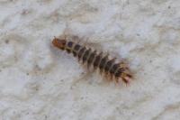 Drilus flavescens