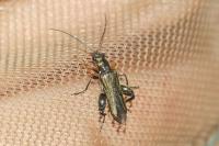 Oedemera flavipes