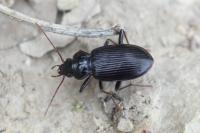 Nebria salina