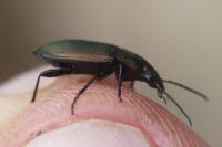 Poecilus cupreus