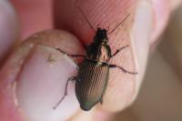 Poecilus cupreus