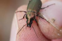 Poecilus cupreus