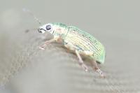 Polydrusus formosus