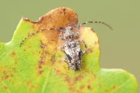 Pogonocherus decoratus