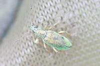 Polydrusus formosus