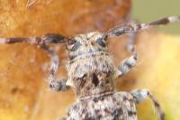 Pogonocherus decoratus