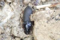 Pseudoophonus rufipes