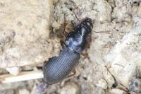 Pseudoophonus rufipes