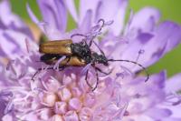 Stictoleptura maculicornis