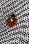 Anatis ocellata