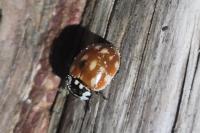 Anatis ocellata