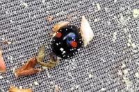 Chilocorus renipustulatus