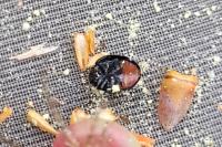 Chilocorus renipustulatus