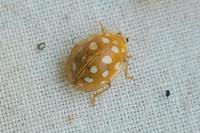 Halyzia sedecimguttata
