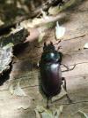 Lucanus cervus