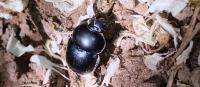 Trypocopris vernalis