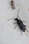 Stictoleptura scutellata