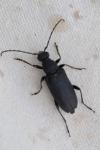 Stictoleptura scutellata