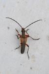 Stenocorus meridianus