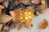 Halyzia sedecimguttata