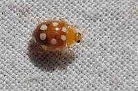 Vibidia duodecimguttata