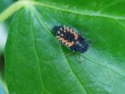 Harmonia axyridis
