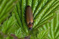Denticollis linearis