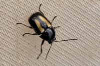 Cryptocephalus vittatus