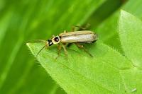 Cantharis decipiens