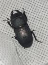 Dorcus parallelipipedus