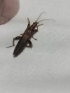 Oedemera femoralis