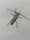 Saperda octopunctata
