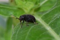 Bromius obscurus
