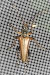 Stenocorus meridianus