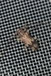 Exocentrus adspersus