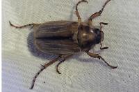 Amphimallon solstitiale