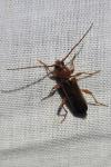Phymatodes testaceus