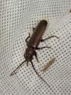Arhopalus rusticus