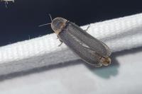 Lampyris noctiluca