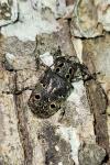 Mesosa curculionoides