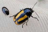 Cryptocephalus vittatus