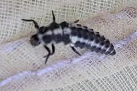 Propylea quatuordecimpunctata