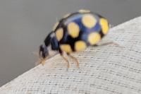 Coccinula quatuordecimpustulata